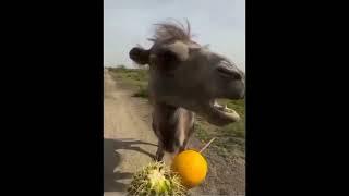 a camel can eat cactus but cannot handle lemon