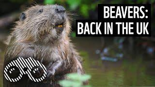 Bringing beavers back to the River Glaven | WWF