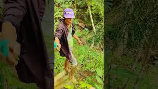 Have You Tried Eating & Cooking This Wild Vegetable?#lifeinthephilippines #vegetable #youtubeshorts