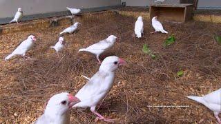 White Java Sparrows and Friends - Sorting Pine Leaves