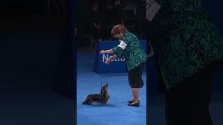 ladies and gentlemen, the dachshund  #NationalDogShow