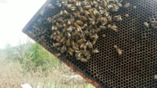 A hive with two queens