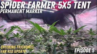 Checking Trichomes & Spider Farmer GlowR40 Deep Red Supplemental LED Grow Light