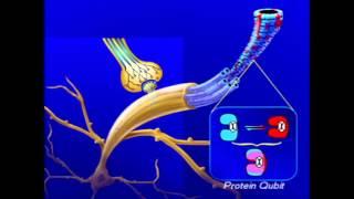 Electric Resonance in Microtubules | Electricity of Life