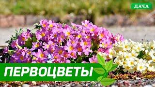 Добрый сад №5 - Первоцветы | Где лучше высаживать первоцветы