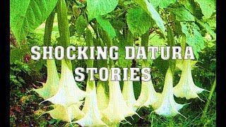 Shocking Datura Stories