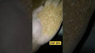 Physical Of Corn Gluten Feed || Feed Ingredient || CGF 30% || #feedchannel  #feedingredient