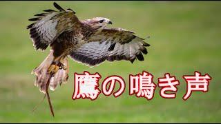 【鳥害対策】 猛禽類 鳴き声