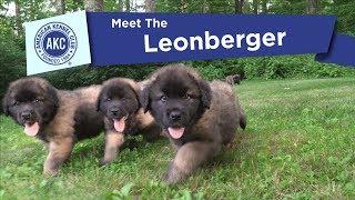 AKC's Meet the Leonberger