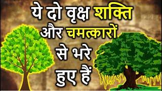 Why we worship Pipal & Bargad Tree in Hindu Dharma |  पीपल और बरगद का पेड़ बदल सकते हैं आपका जीवन !!!