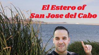 EL ESTERO! A HIDDEN JEWEL OF SAN JOSE DEL CABO! 4K WALK AROUND A BEAUTIFUL MEXICAN BEACH!