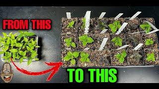 Transplanting Pepper Seedlings | How And When To Transplant!