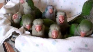 Baby Quaker Parrots Time to Eat