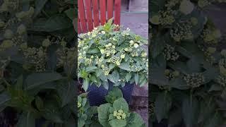 Гортензия Сбежавшая Невеста и Блау Майзэ 9.05.24 #garten #hortensien #hydrangea #сад