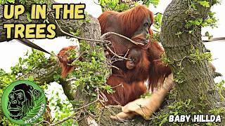 Orangutan Mom Climbs Tree To Safety With Baby #orangutan