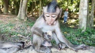 Cute baby monkey Milto eating, hungry monkeys are trying to convince, cute monkeys begging for food