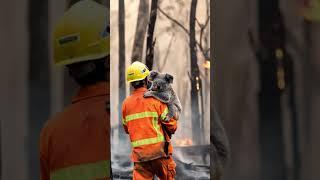 Rescuing a Koala from a Devastating Wildfire #shorts  #wildlife #wildliferescue #rescueefforts