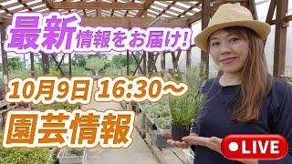 園芸情報と植物紹介！#秋のお庭　#宿根草 #ガーデンシクラメン　#ビオラ情報（予告）