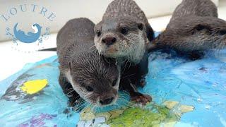 Water Inside? Otter Wonders About The Pool Mat