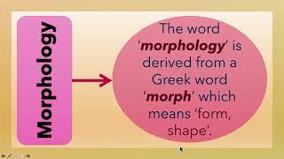 What is Morphology? (L-3)