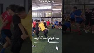 Cock fighting KUKI-ZO popular game