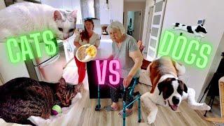 Cats And Dogs Living Together - Grandma Update Vlog