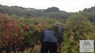 Catalunya Wine and Alta Alella 2014 Harvest