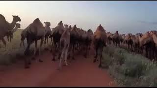 Somali camel | geel