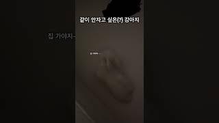 같이 안자고 싶은(?) 강아지 #강아지 #말티푸 #강아지일상 #멍미르 #수면 #분리 #분리수면 #short #shorts #shortvideo