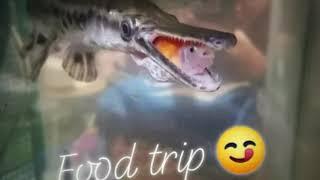 ALLIGATOR GAR | HOW TO EAT | EATING GOLDFISH | SAD BUT TRUE | mlj romesaint