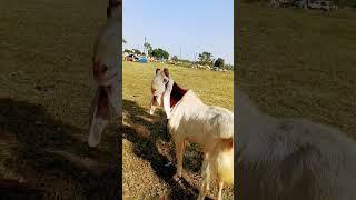 Beautiful Goat