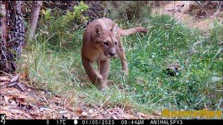 AnimalSpy Episodio 19 - Fauna Silvestre registrada en Cámaras Trampa - V Región - CHILE