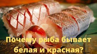 Почему рыба бывает белая и красная?