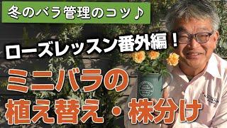 【バラの育て方】冬のバラ管理のコツローズレッスン番外編！ミニバラの植え替え・株分け（2024年2月2日）