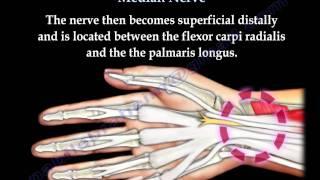 Anatomy Of The Median Nerve - Everything You Need To Know - Dr. Nabil Ebraheim