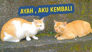 SATU TAHUN BERPISAH KUCING INI KEMBALI LAGI KE ASALNYA