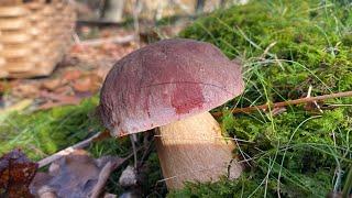 Boletus Pinophilus y Edulis entre robles y hayas en noviembre de 2023