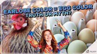 Can You Determine Eggshell Color Based On Chicken Earlobes?