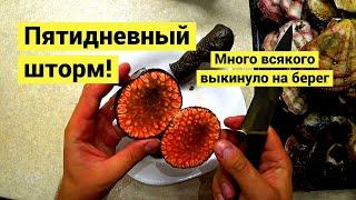 Пошел собирать на пятый день шторма! Краб, гуидак, криптохитон и гребешок свифта! // СУБТИТРЫ