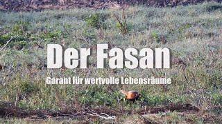 Der Fasan - Garant für wertvolle Lebensräume