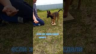 Как научить собаку оставаться там где нам нужно