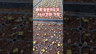 배추 모종키우기 46시간의 기적 괴산절임배추 자연특별시괴산 불암플러스 신기한 작물의 세계 풀뿌리농장 #shorts