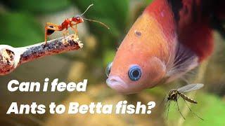 How To Feed Live Ants And Insects To Betta Fish | Healthy Food Guide