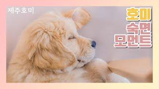 골든리트리버 새끼강아지 잠드는 과정 (제주호미 숙면 모먼트!) golden retriever puppy sleep