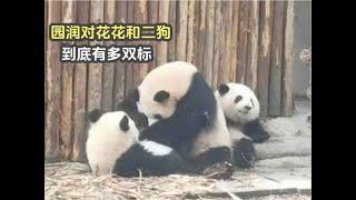 huahua hehua yurun runyue panda大熊猫园润对花花和二狗，到底有多双标，这就是二狗抢花花吃的理由吗