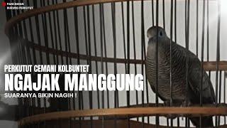 SUARANYA BIKIN CANDU !!! Segera Putar Video Ini Pasti Perkutut Kesayangan Kamu Langsung MANGGUNG !