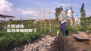 [狐狸菜園] 我的整地SOP：翻土 鬆土 豆渣施肥 混土 最後再來個空心菜播種  真是完美的ending. Soil preparation Scarifier Water spinach