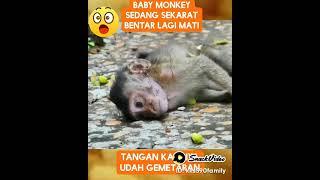 baby monkey sedang sekarat bentar lagi mati