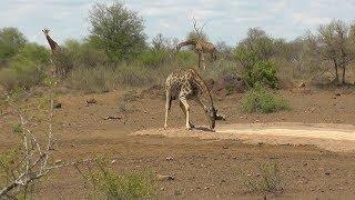 SOUTH AFRICA Kruger park with original sound (10)