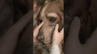 Прощай, Леон... #tiazar #france #forest #dog #aplaguetaleinnocence #poor #evil #leon #amiciaderune